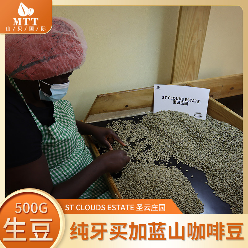 牙买加蓝山咖啡生豆圣云庄园一号豆G1豆500生豆2026新产季
