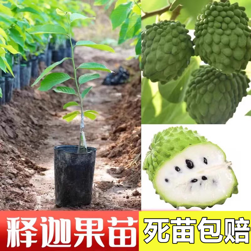 落叶嫁接带土带叶释迦果树苗