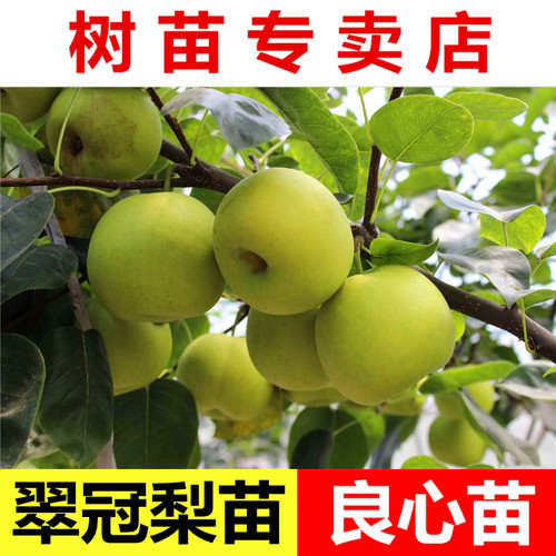 嫁接翠冠梨树苗南方种植