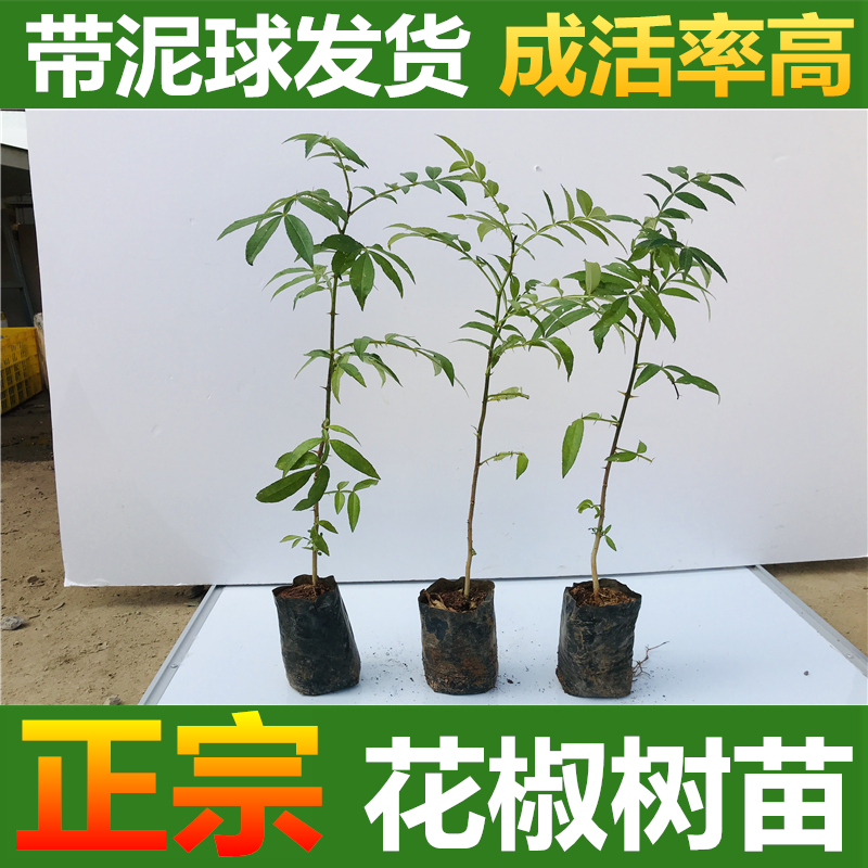 九叶青花椒苗盆栽当年结果