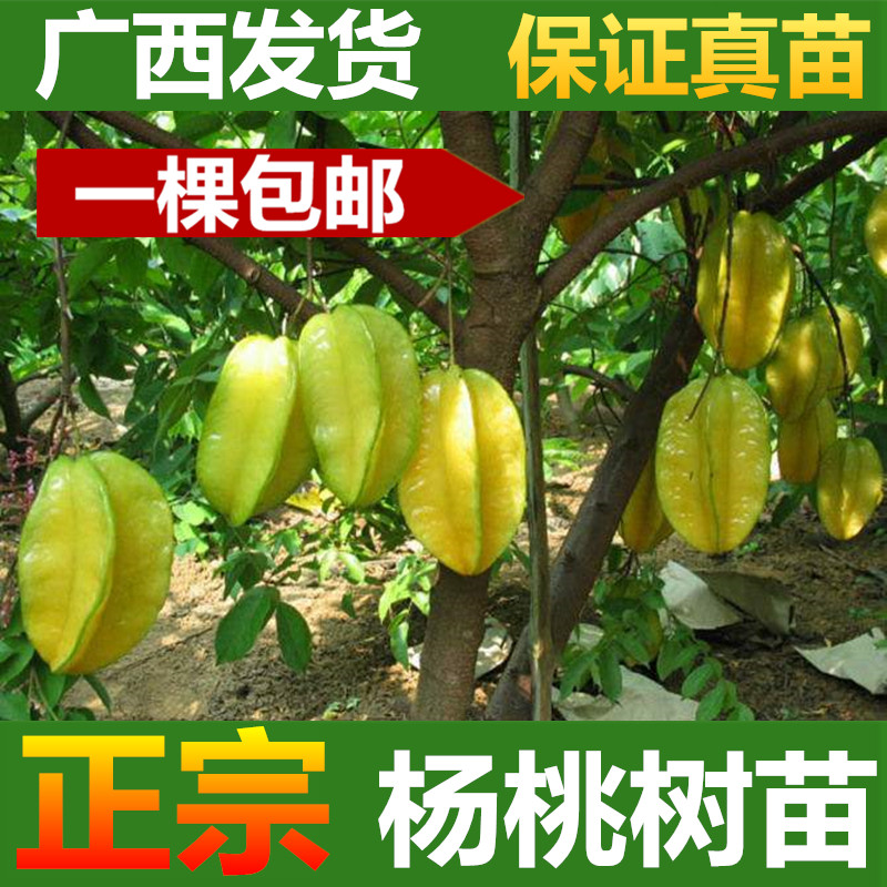 杨桃树苗 一件包邮 正宗嫁接四季甜杨桃苗 全年可种广西容县发货在类目 鲜花速递/花卉仿真/绿植园艺, 花园植物/行道树/果树, 果树中 - 来自Buy2taobao.com提供专业的淘宝代购服务