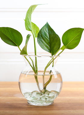 创意大号透明玻璃花瓶绿萝水培花瓶简约水养植物器皿鱼缸摆件