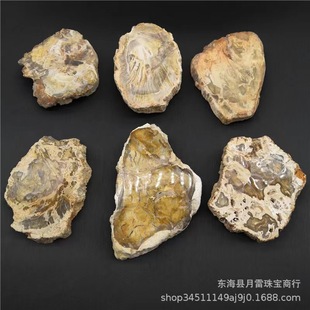 天然木化石切片木化玉原石玛瑙奇石杯风景片矿物标本摆件