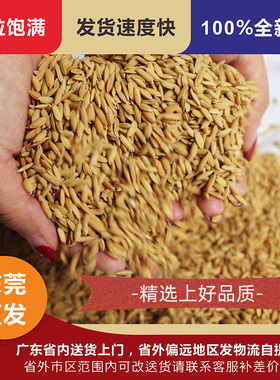 带壳稻谷饲料10斤喂鸡鸭鹅鸽子鸟食圈养禽类新原粮宠物1KG包邮