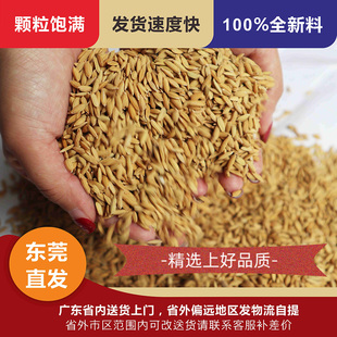 带壳稻谷饲料10斤喂鸡鸭鹅鸽子鸟食圈养禽类新原粮宠物1KG 包邮