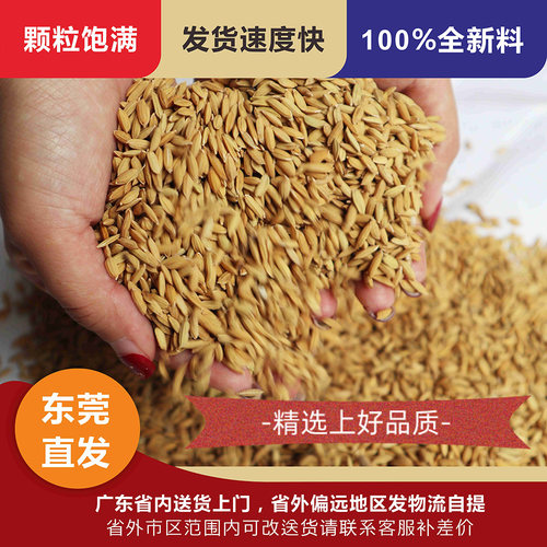 带壳稻谷饲料10斤鸽子鸽子鸟食新