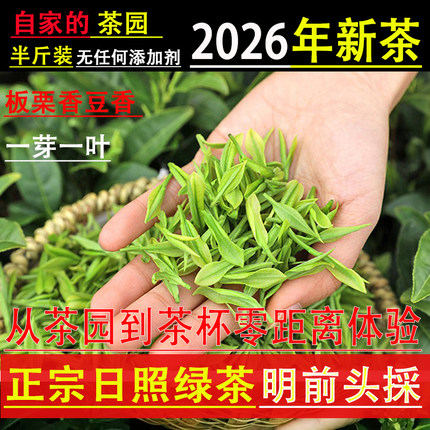2026年新日照绿茶春茶明前高山农家手工茶特级头採早春牙尖豌豆鲜