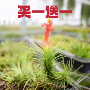 【买一送一】空气凤梨无土植物特价狐狸尾巴室内办公室好养好管理