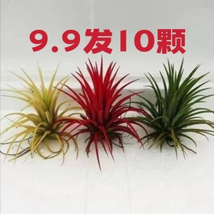 空氣鳳梨無土植物紅黃綠三種顏色精靈室內(nèi)辦公室好養(yǎng)水培植物