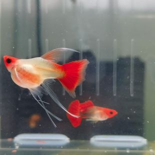 纯种精品红头玻璃体深海蓝贵族短体球体孔雀鱼小型热带观赏凤尾鱼