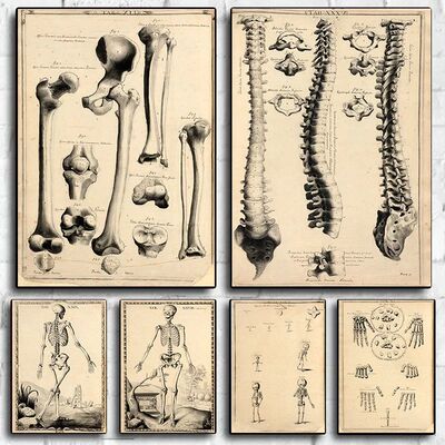 Vintage Human Anatomy Artwork Wall Painting Skeleton Poster