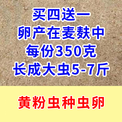 黄粉虫活体一代黄粉虫种虫虫卵 面包虫虫卵买4份送1份包邮包技术