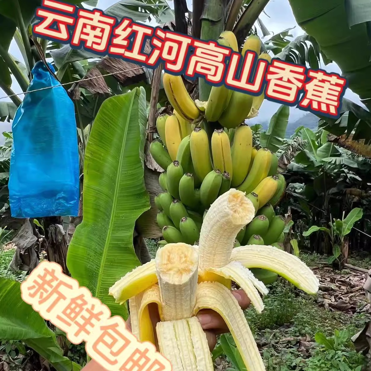 云南高山香蕉新鲜水果当季现摘威廉斯香蕉新鲜砍5斤/9斤整箱包邮