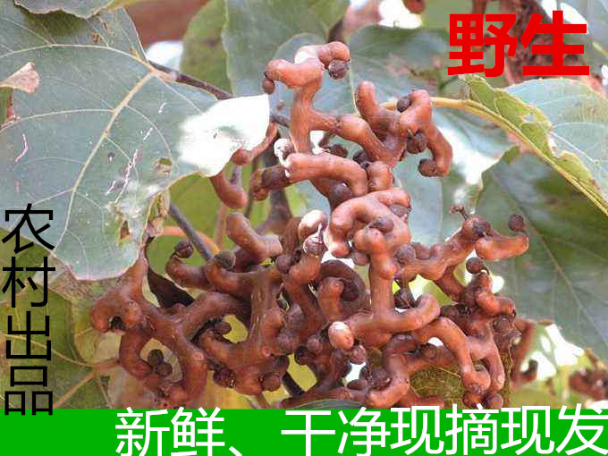 拐枣鸡爪梨枳椇子泡茶新鲜水果