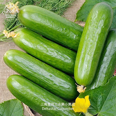 三角星荷兰水果小黄瓜种子浓郁