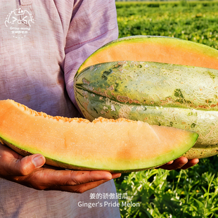 姜的骄傲甜瓜种子柔软甜美多汁高产传家宝水果家庭室内阳台盆栽