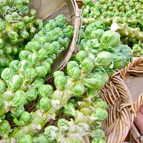 卡茨基尔抱子甘蓝种子甜脆高产