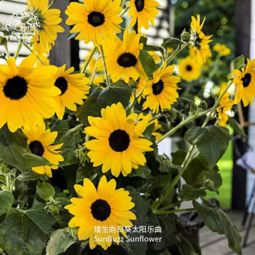 太阳乐曲矮生向日葵种子耐热易种