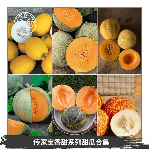 传家宝迷你甜瓜种子多汁高产浓郁