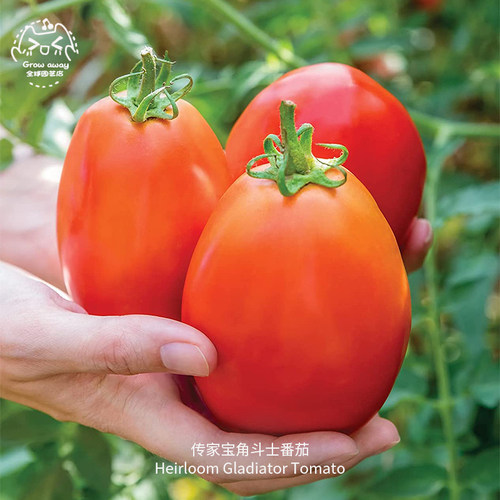 角斗士番茄种子浓郁果香高产抗裂