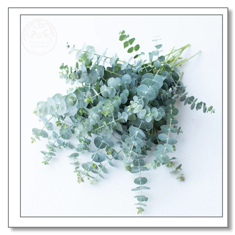 尤加利种子蓝宝贝美国进口传家宝新鲜干花叶室内盆栽易种切花品种