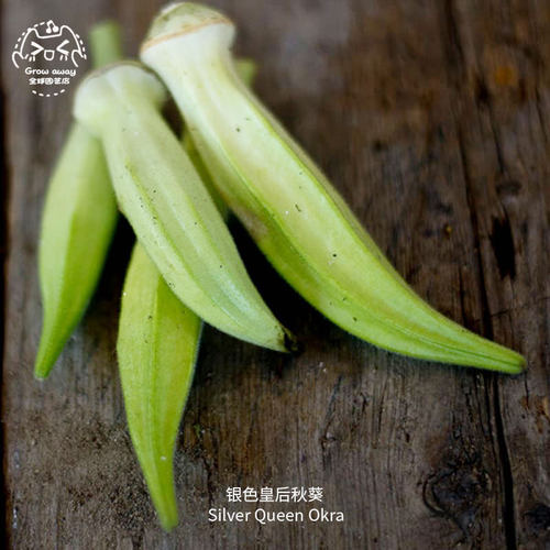 银色皇后秋葵种子高产鲜嫩旺盛