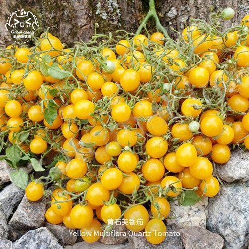 黄石英番茄种子高产超甜多汁果香