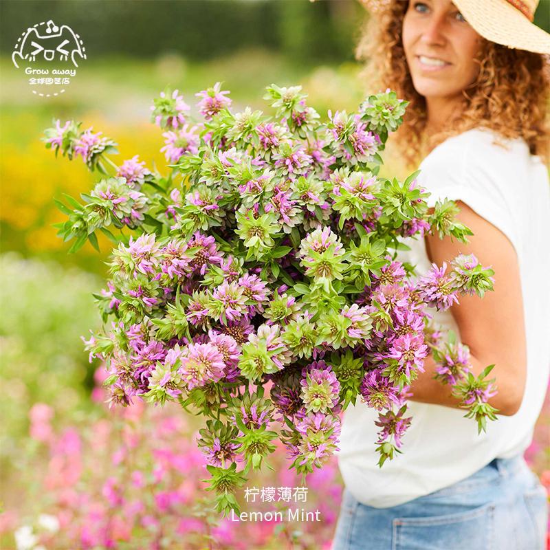 柠檬薄荷种子食用驱虫香草盆栽