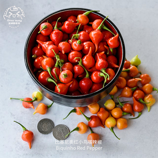 比基尼奥红小鸟嘴辣椒种子高产微辣花香果味传家宝室内阳台盆栽