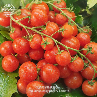 米努辛斯克樱桃瀑布小番茄种子高产皮薄超甜浓郁传家宝春秋盆栽