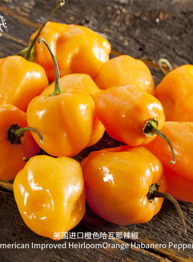 橙色哈瓦那辣椒种子超级特辣皮薄浓郁传家宝留种春秋阳台食用盆栽