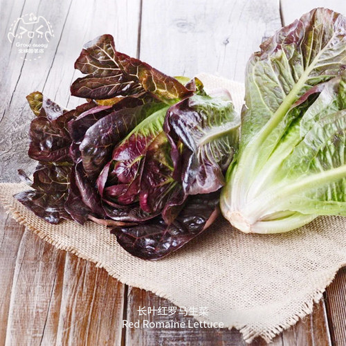 红长叶罗马生菜种子紧凑松脆多汁