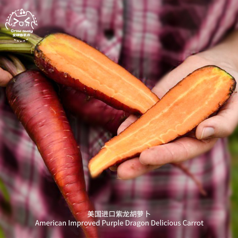 紫龙胡萝卜种子味浓鲜嫩生吃甜脆沙拉传家宝室内阳台春秋盆栽易种,鲜花速递/花卉仿真/绿植园艺,家庭园艺种子,淘宝优惠券,粉丝福利购,淘宝优惠卷