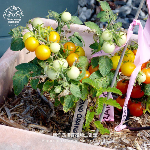 你匹诺曹橙矮生番茄种子高产皮薄