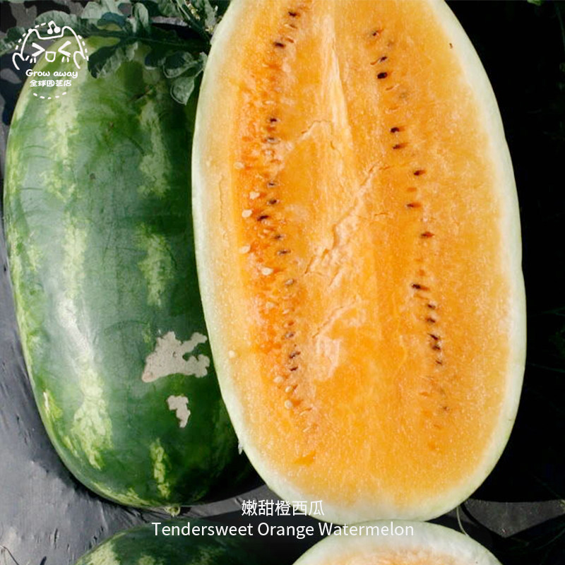 嫩甜橙西瓜种子美味浓郁多汁甜美高糖抗病传家宝春秋室内盆栽水果,鲜花速递/花卉仿真/绿植园艺,家庭园艺种子,淘宝优惠券,粉丝福利购,淘宝优惠卷