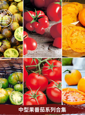 中型果传家宝番茄种子财源摇钱树金毛狮王老品种西红柿阳台盆栽