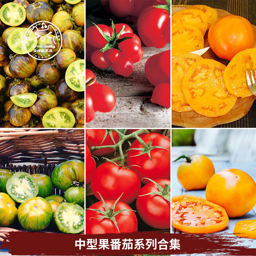 中型果传家宝番茄种子浓郁超甜