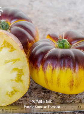 紫色日出牛排番茄种子肉厚多汁浓郁高产甜味传家宝春秋阳台盆栽