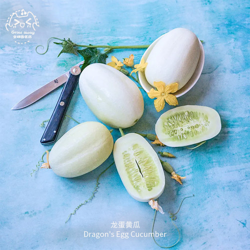 龙蛋黄瓜种子清脆多汁微甜浓郁