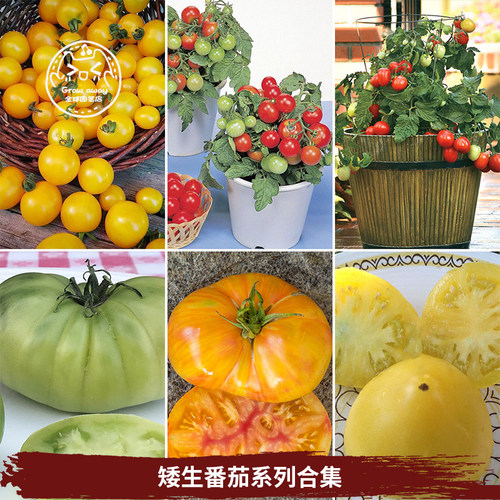 矮生番茄种子微型汤姆春秋盆栽