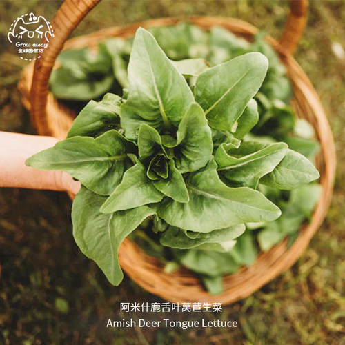 阿米什鹿舌叶生菜种子浓郁高产