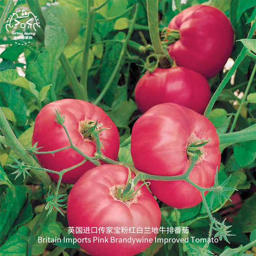 粉红白兰地牛排大番茄种子传家宝