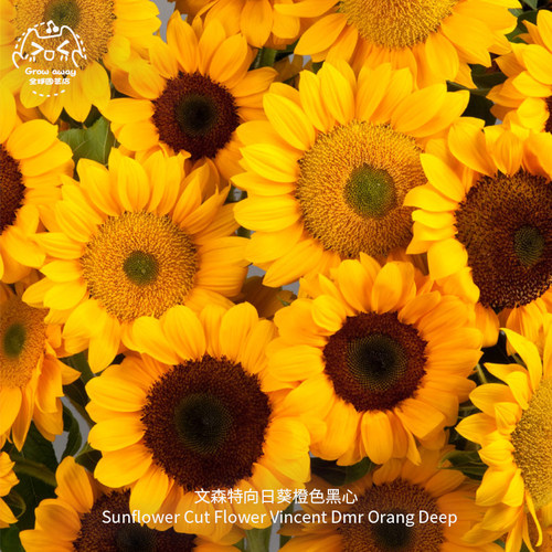文森特橙黑心观赏切花向日葵种子
