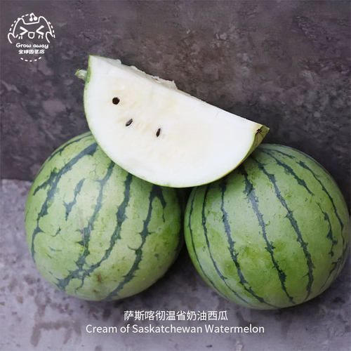 萨斯喀彻温省奶油西瓜种子香甜
