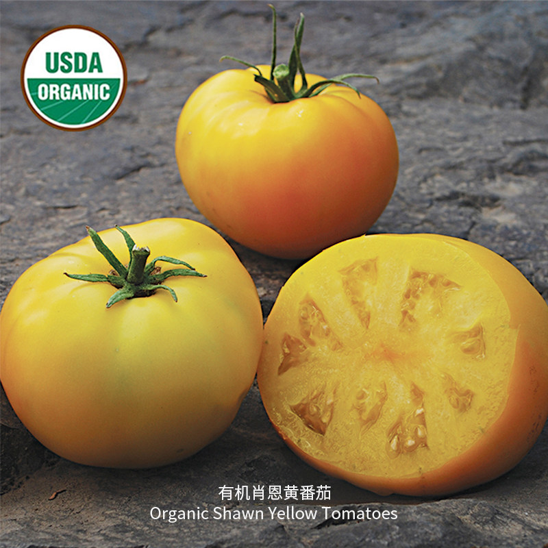 肖恩黄矮生牛排番茄种子多汁浓郁有机认证美国进口传家宝室内盆栽