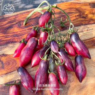 奶油美食番茄种子多汁浓郁糖度高花青素品种传家宝春秋阳台盆栽