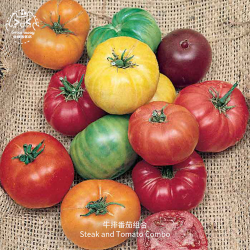 牛排番茄种子组合套装超甜传家宝