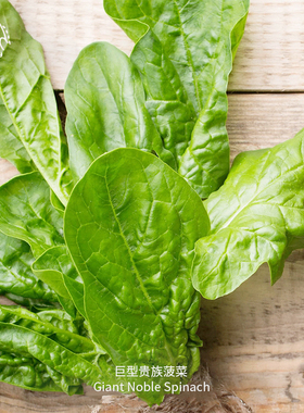 巨型贵族菠菜种子嫩叶甜脆浓郁Ass获奖品种传家宝室内阳台盆栽蔬