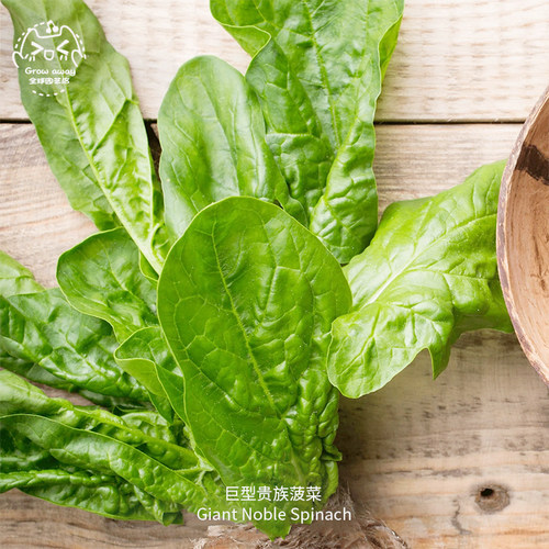 巨型贵族菠菜种子甜脆浓郁叶嫩