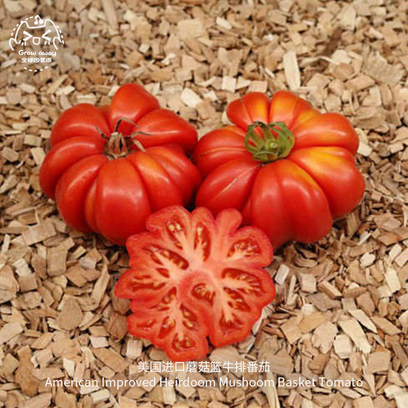 蘑菇篮牛排番茄种子甜美高产可留种进口传家宝春秋阳台盆栽蔬菜